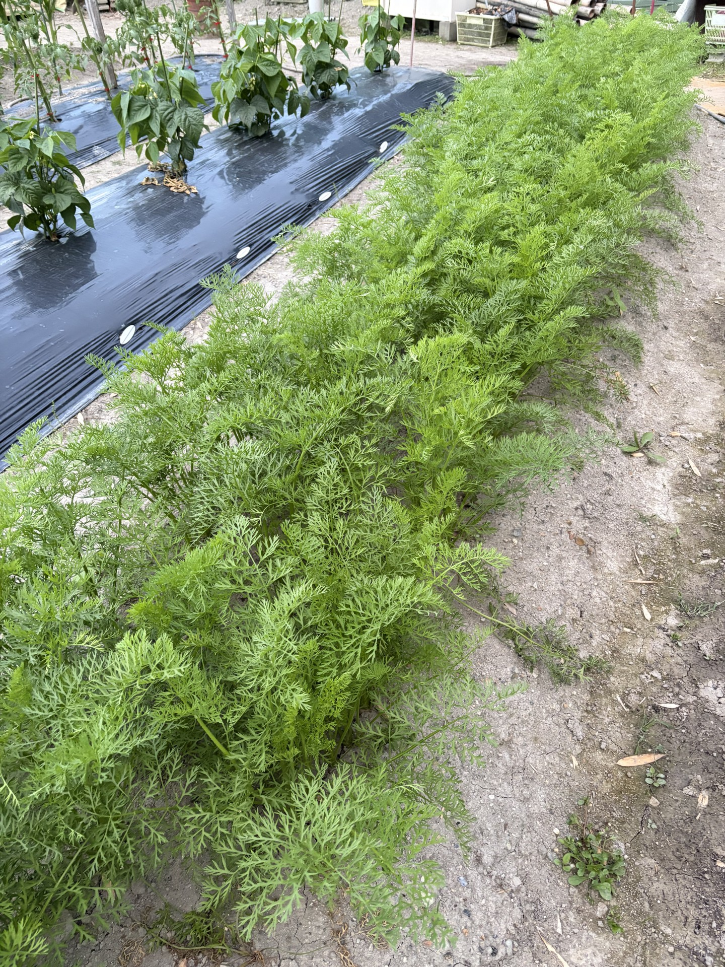 てるてる農園で青々と葉を伸ばすニンジン