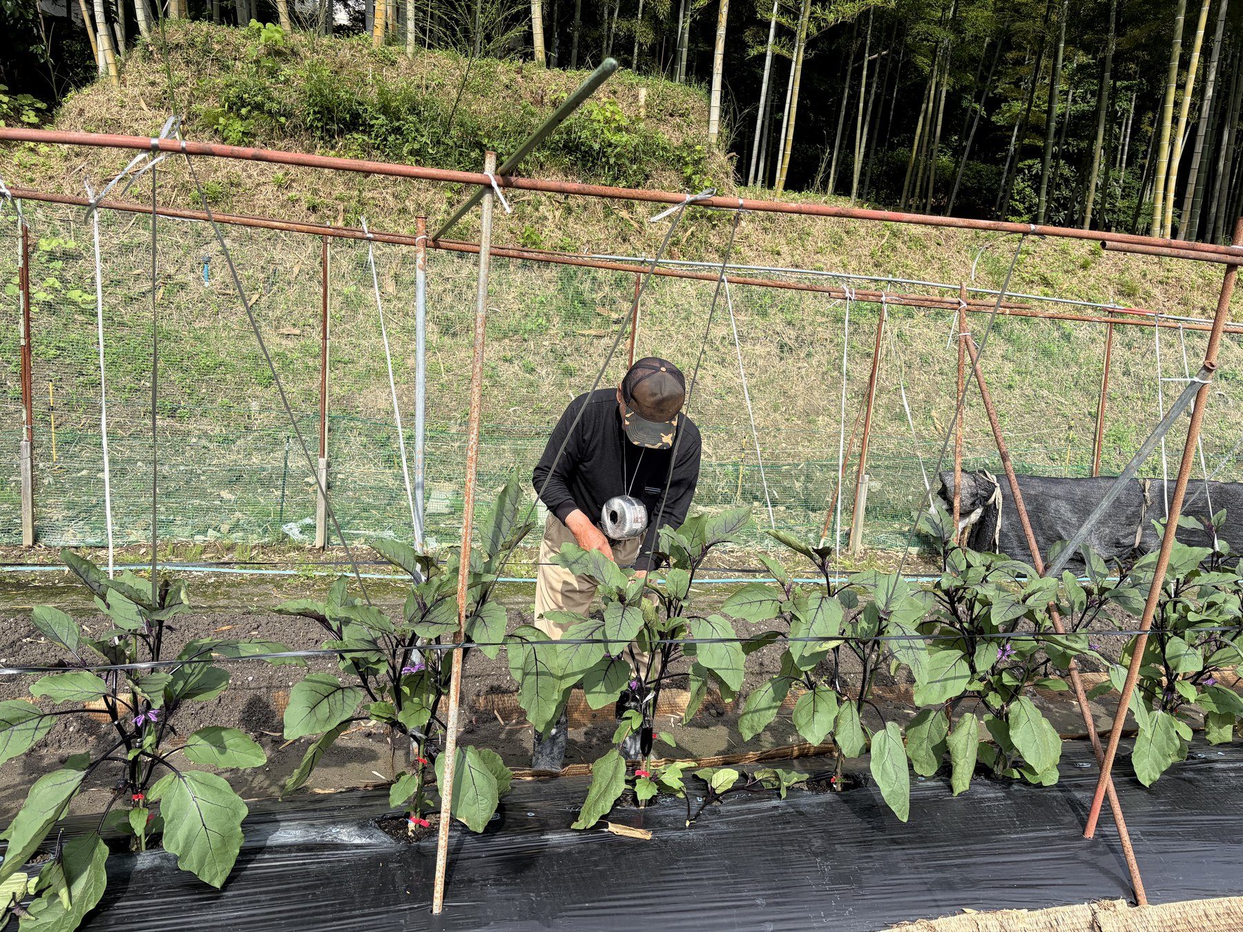 畑で野菜の手入れをする作業風景