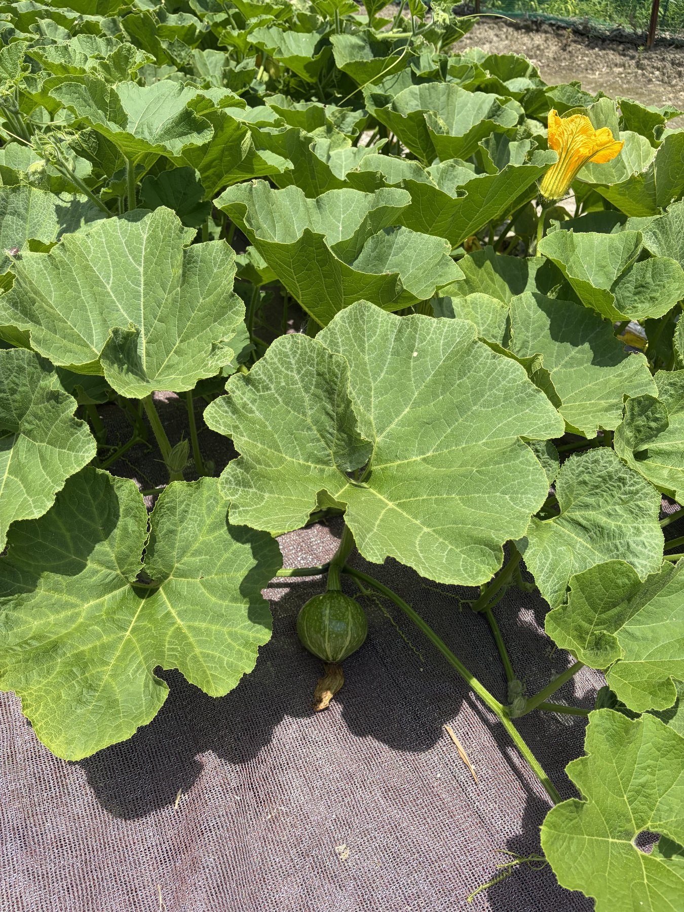 葉の間に花と実が見える畑の様子