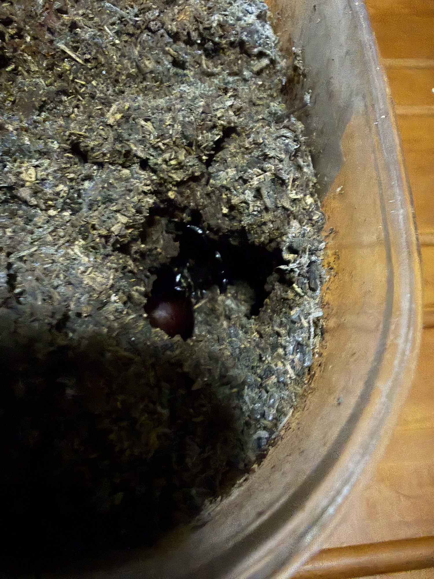 羽化後、穴の中で静かに過ごしているカブトムシのまるちゃん