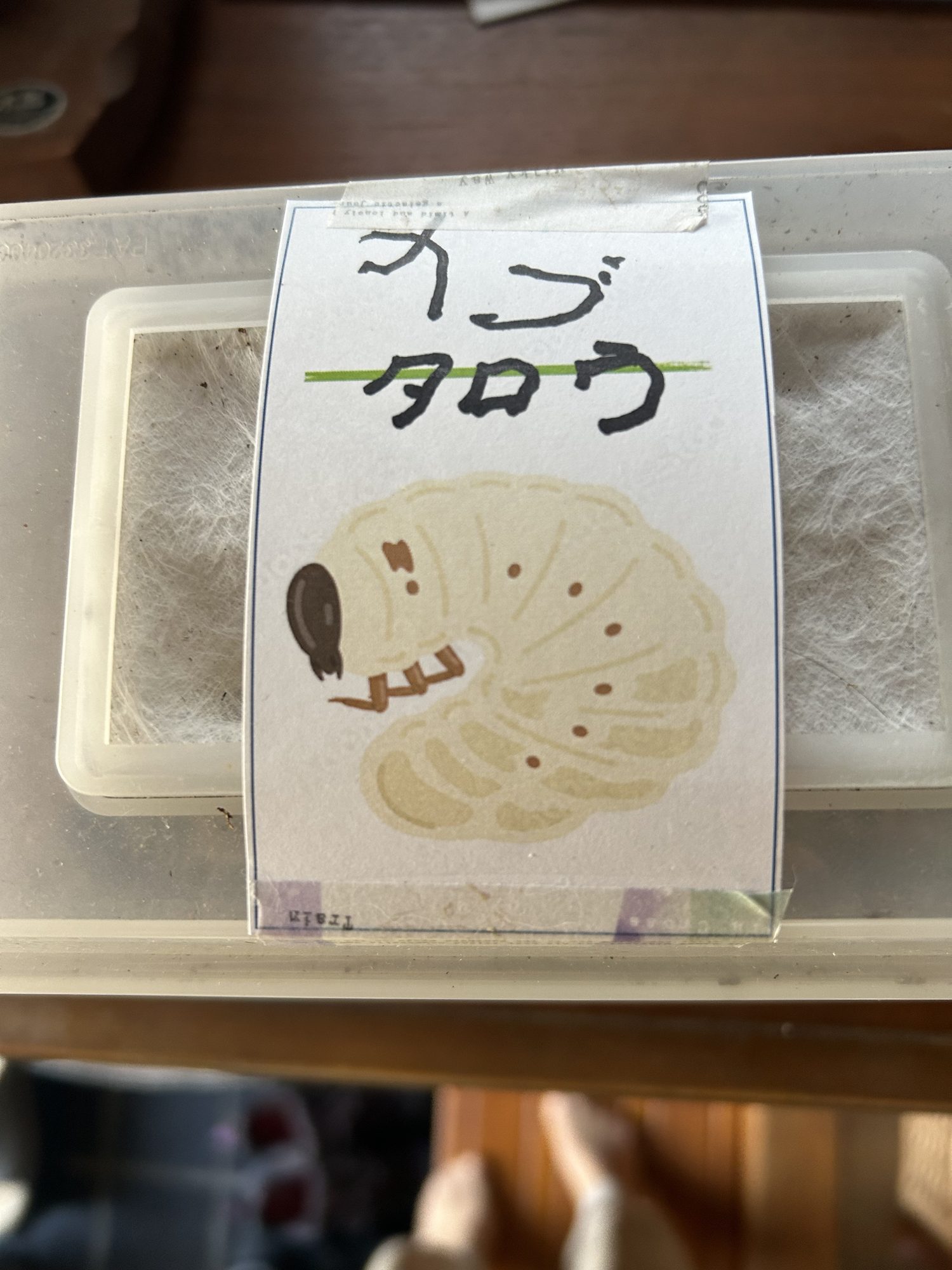 カブ太郎と名前が書かれた幼虫の飼育ケース