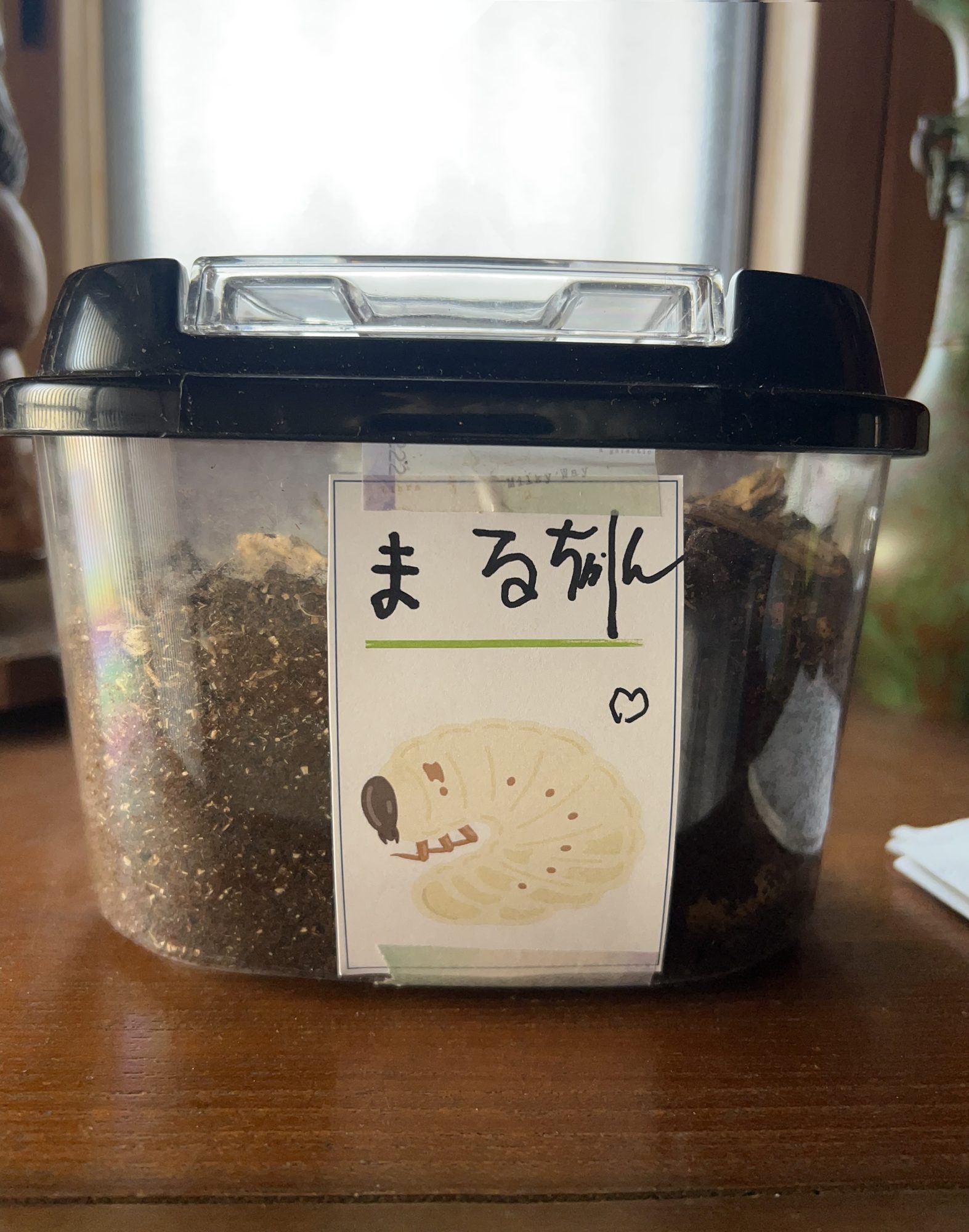 まるちゃんと名前が書かれた幼虫の飼育ケース