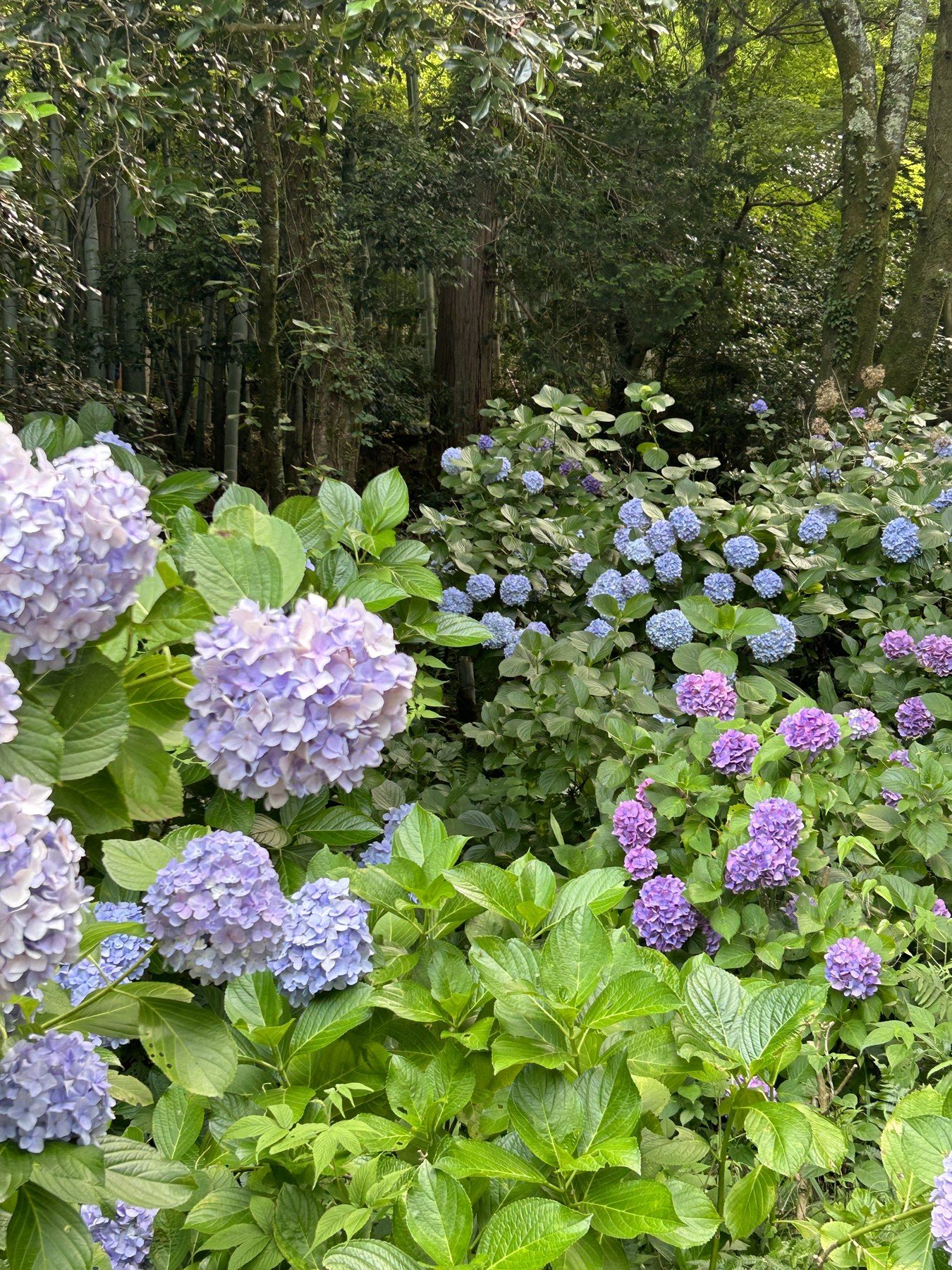 木陰に咲くアジサイ