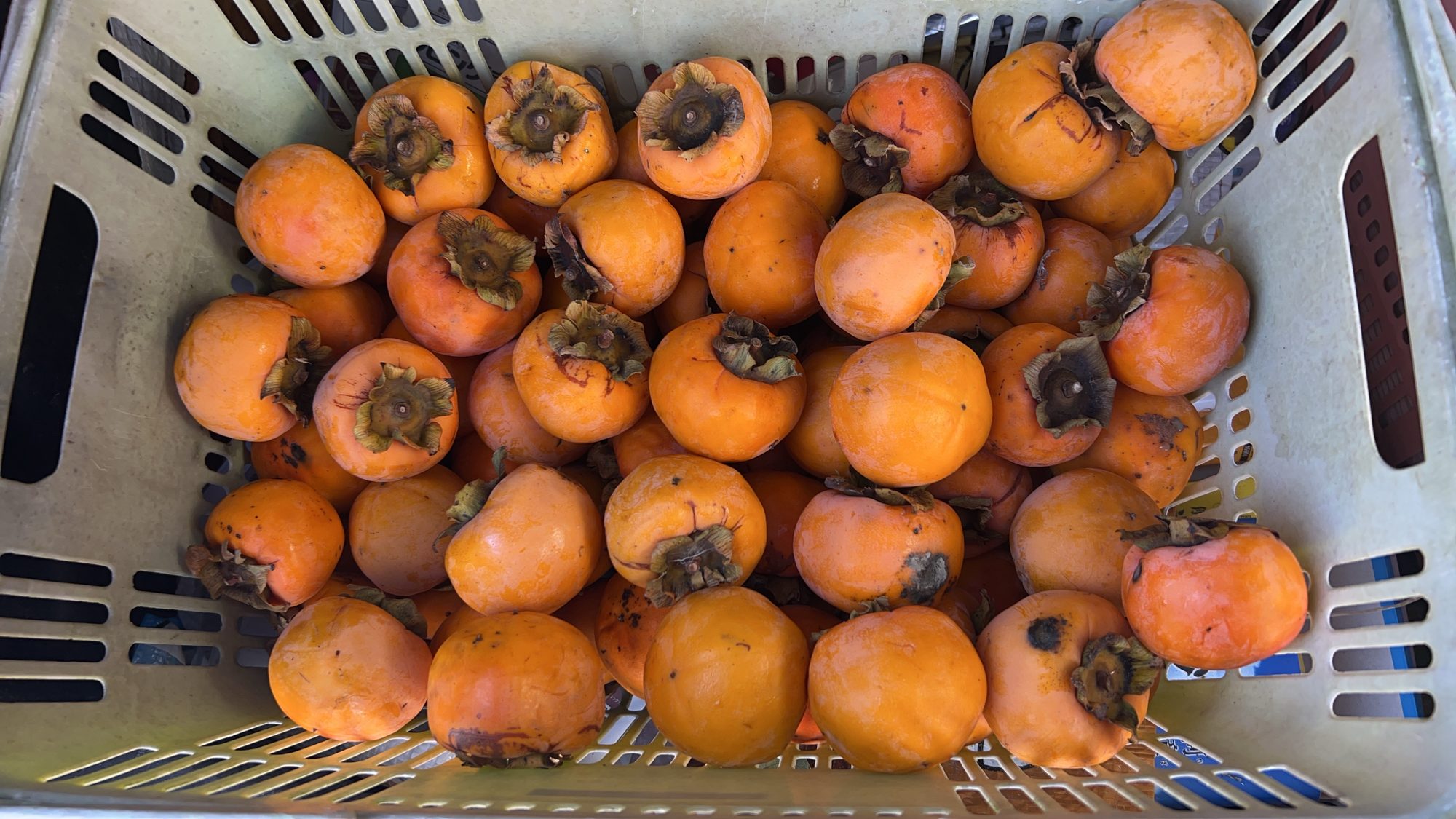 てるてる農園で収穫し、かごに集めた柿
