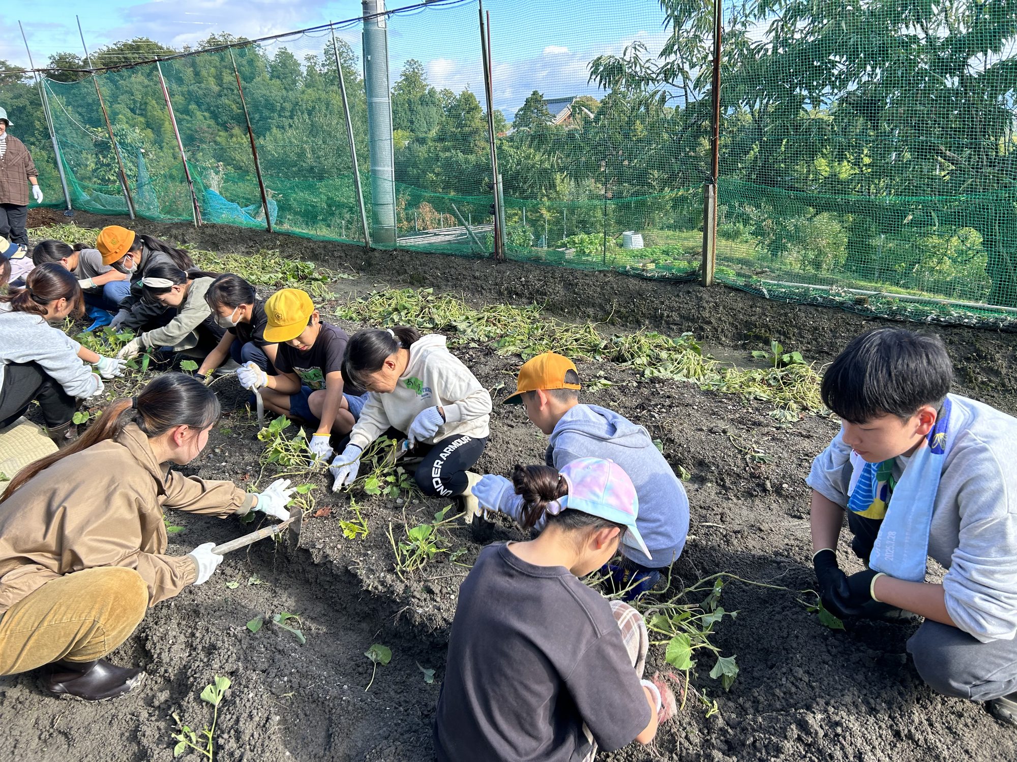 長法寺小学校すくすく教室の子どもたちと大学生ボランティア団体とらいくによる芋掘り